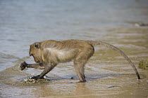 Long-tailed Macaque (Macaca fascicularis) using stone tool to break shell, Khao Sam Roi Yot National Park, Thailand