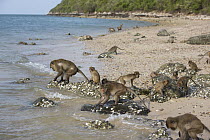 Long-tailed Macaque (Macaca fascicularis) troop foraging in intertidal zone, Khao Sam Roi Yot National Park, Thailand
