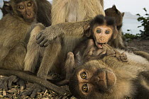 Long-tailed Macaque (Macaca fascicularis) young nursing within troop, Khao Sam Roi Yot National Park, Thailand