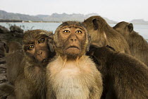 Long-tailed Macaque (Macaca fascicularis) troop, Khao Sam Roi Yot National Park, Thailand