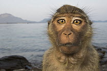 Long-tailed Macaque (Macaca fascicularis) portrait, Khao Sam Roi Yot National Park, Thailand