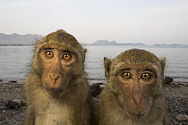 Long-tailed Macaque (Macaca fascicularis) pair, Khao Sam Roi Yot National Park, Thailand