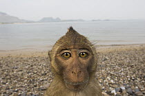 Long-tailed Macaque (Macaca fascicularis) on beach, Khao Sam Roi Yot National Park, Thailand
