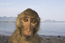 Long-tailed Macaque (Macaca fascicularis), Khao Sam Roi Yot National Park, Thailand