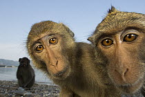 Long-tailed Macaque (Macaca fascicularis) group, Khao Sam Roi Yot National Park, Thailand