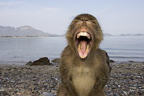 Long-tailed Macaque (Macaca fascicularis) juvenile yawning, Khao Sam Roi Yot National Park, Thailand