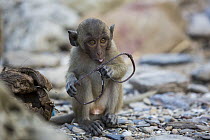 Long-tailed Macaque (Macaca fascicularis) young playing with spectacle frames, Khao Sam Roi Yot National Park, Thailand