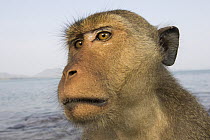 Long-tailed Macaque (Macaca fascicularis) male, Khao Sam Roi Yot National Park, Thailand
