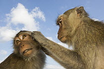 Long-tailed Macaque (Macaca fascicularis) pair grooming, Khao Sam Roi Yot National Park, Thailand