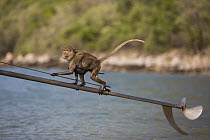 Long-tailed Macaque (Macaca fascicularis) climbing up boat propeller, Khao Sam Roi Yot National Park, Thailand