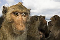 Long-tailed Macaque (Macaca fascicularis) troop, Khao Sam Roi Yot National Park, Thailand
