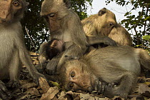 Long-tailed Macaque (Macaca fascicularis) group grooming, Khao Sam Roi Yot National Park, Thailand