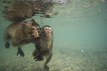 Long-tailed Macaque (Macaca fascicularis) pair looking underwater for food thrown by people, Thailand