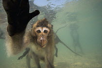 Long-tailed Macaque (Macaca fascicularis) group looking underwater for food thrown by people, Thailand