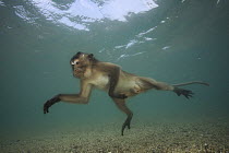 Long-tailed Macaque (Macaca fascicularis) looking underwater for food thrown by people, Thailand