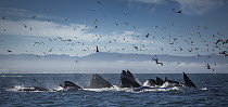 Humpback Whale (Megaptera novaeangliae) pod gulp feeding, Monterey Bay, California