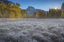 Frost-covered meadow, Half Dome, Yosemite National Park, California