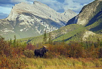Moose (Alces alces) bull in tundra, Mount Rundle, Banff National Park, Alberta, Canada
