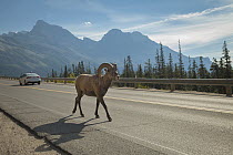 Bighorn Sheep (Ovis canadensis) ram on road, Icefields Parkway, Jasper National Park, Alberta, Canada