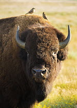 American Bison (Bison bison) with female Brown-headed Cowbirds (Molothrus ater), Grand Teton National Park, Wyoming