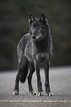 Gray Wolf (Canis lupus) on road, Denali National Park, Alaska