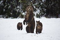 Grizzly Bear (Ursus arctos horribilis) alert mother with cubs in snow, Grand Teton National Park, Wyoming