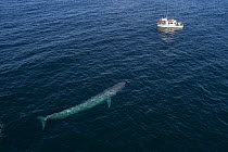 Blue Whale (Balaenoptera musculus) near whale watching boat, Monterey Bay, California