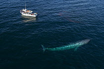 Blue Whale (Balaenoptera musculus) near whale watching boat, Monterey Bay, California
