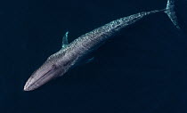 Blue Whale (Balaenoptera musculus), Monterey Bay, California