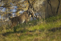 Bobcat (Lynx rufus) with Botta's Pocket Gopher (Thomomys bottae) prey, Morgan Hill, California