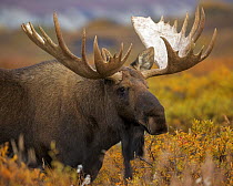 Alaska Moose (Alces alces gigas) bull in autumn tundra, Denali National Park, Alaska