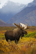 Alaska Moose (Alces alces gigas) bull in autumn tundra, Denali National Park, Alaska