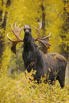 Moose (Alces alces shirasi) bull flehming in autumn, Grand Teton National Park, Wyoming