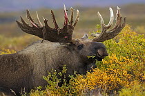 Alaska Moose (Alces alces gigas) bull shedding velvet off antlers, Denali National Park, Alaska