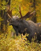 Moose (Alces alces shirasi) bull flehming in autumn, Grand Teton National Park, Wyoming
