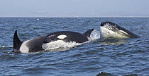 Orca (Orcinus orca) transient pod surfacing, Monterey Bay, California