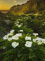 Calla Lily (Zantedeschia sp) flowers at sunset, Big Sur, California