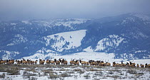 Elk (Cervus elaphus) herd in winter, Grand Teton National Park, Wyoming
