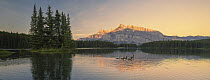 Canada Goose (Branta canadensis) family on lake, Banff National Park, Alberta, Canada