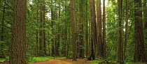 Coast Redwood (Sequoia sempervirens) grove and hiker, Henry Cowell Redwoods State Park, California