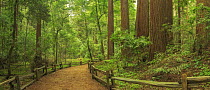 Coast Redwood (Sequoia sempervirens) grove and trail, Henry Cowell Redwoods State Park, California