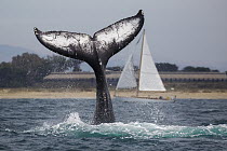 Humpback Whale (Megaptera novaeangliae) tail lobbing near sailboat, Monterey Bay, California