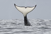 Orca (Orcinus orca) male tail slapping, Monterey Bay, California