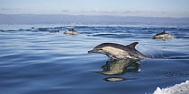 Long-beaked Common Dolphin (Delphinus capensis) pod porpoising, Monterey Bay, California