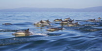 Long-beaked Common Dolphin (Delphinus capensis) pod porpoising, Monterey Bay, California