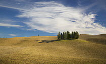 Cypress (Cupressus sp) trees in field, Tuscany, Italy