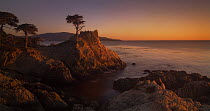 Monterey Cypress (Cupressus macrocarpa) along coast, Pebble Beach, California