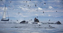 Humpback Whale (Megaptera novaeangliae) pod gulp feeding near sailboat, Monterey Bay, California