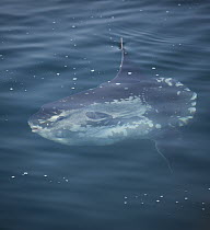 Ocean Sunfish (Mola mola) near surface, Monterey Bay, California