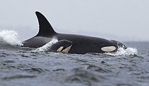 Orca (Orcinus orca) transient mother and calf surfacing, Monterey Bay, California